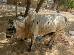 Qurbani Bull / Beautiful Qurbani animal / Qurbani 2025 / Cow