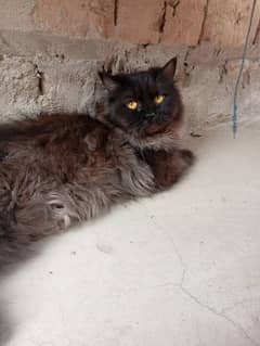Persian cat for adoption