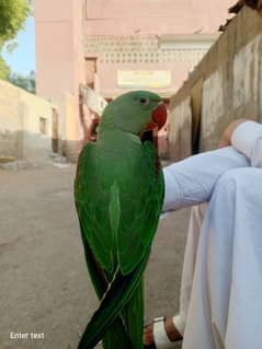 jombo