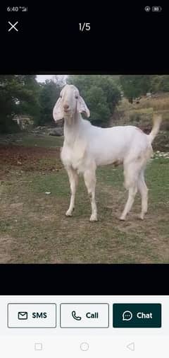 qurbani ke do dant bakre for sale