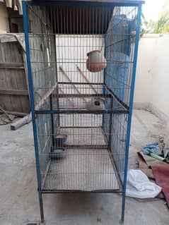 parrot