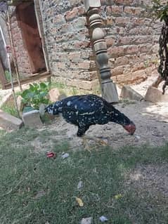 Aseel cheena