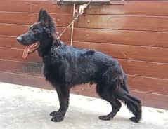 German Shepherd puppy (pedigree)