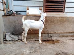 gulabi Bakra