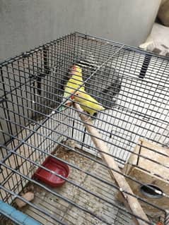2 pairs love birds