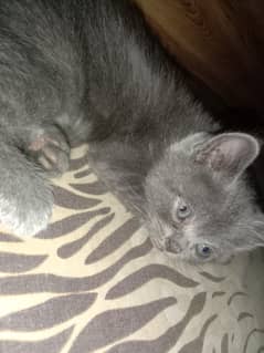 ( Little cats) kitten sale