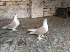 breeder pair