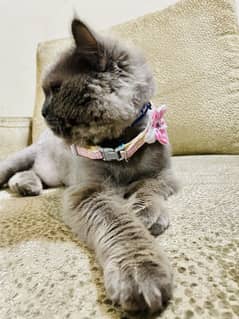 Persian cat for sale