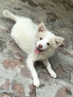 Russian male dog