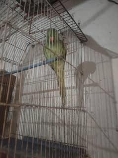 03163001354 ringneck taking female plus gauge