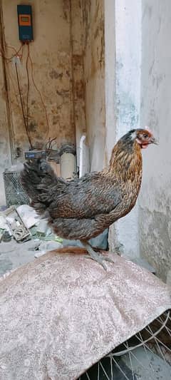 Desi Murghiyan