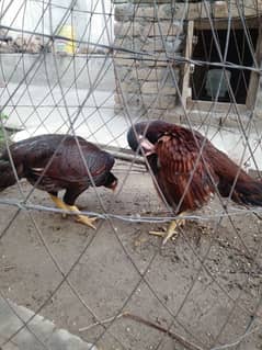 new egg start