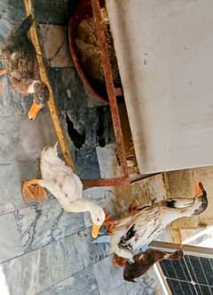 Ducks