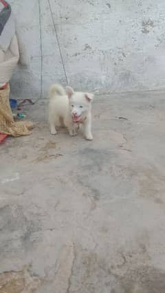 bohot pyari nasal ha female dog ha only 2 months ki ha