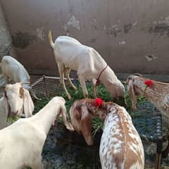Goats