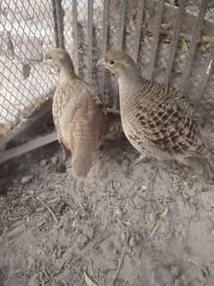 irani/dakhni