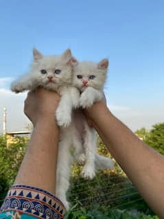 persian triple coated kittens for sale