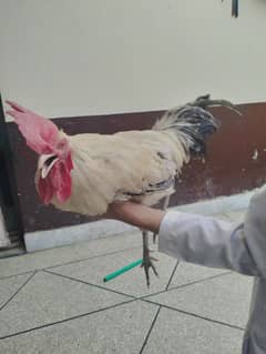 Aseel chicken aseel murghi desi murgha
