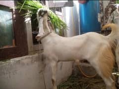 2 dannt khasi bakra