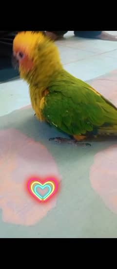 Sun Conure