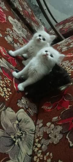 Persian cat for sale