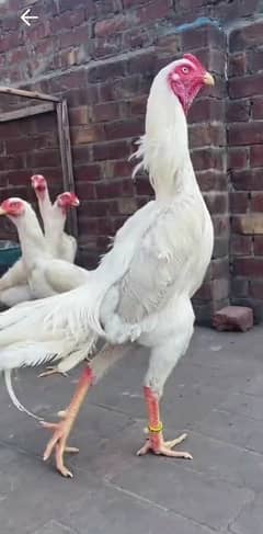 White shamo