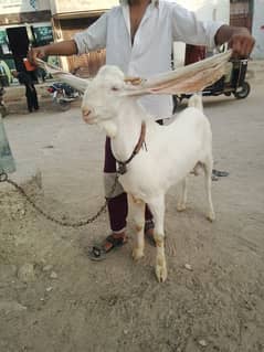 For Sale Gulabi Bakra 2 Dat Ando Bakra