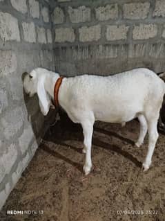 larkana khassi dumba age 11 months