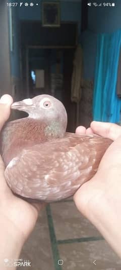 red checker pigeon female for sale