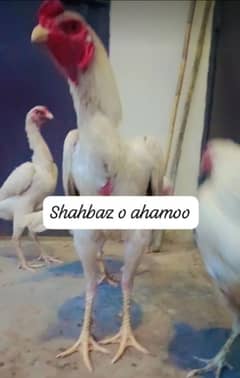 white jermon shamoo