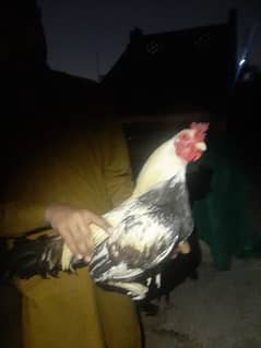 aseal lakha male home bread