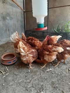 Lohman brown Egg lying hens - Desi hens - Egg lying lohman brown hens