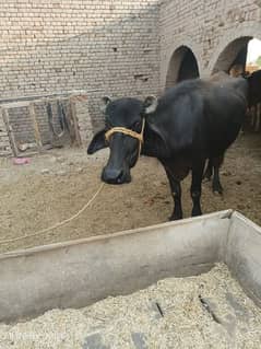 qurbani KY liey Ghoti