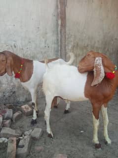 qurbani K bakray