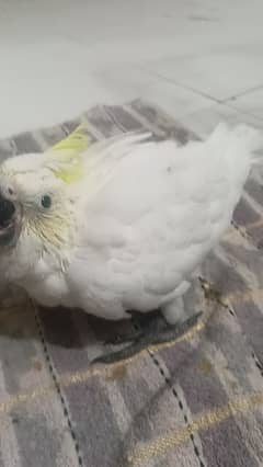 cockatoo medium sulpher