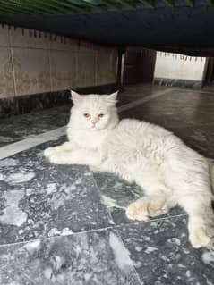 Semi Persian Puch cat
