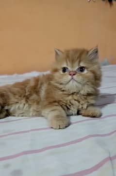 Persian cat x punch triple coat