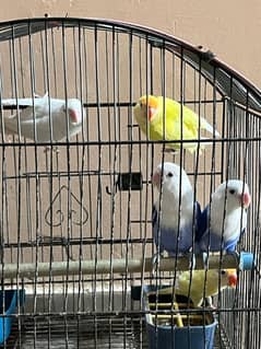 Lovebirds