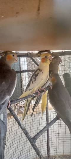 pirrot