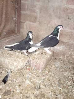 black sherazi breeder pair with egg
