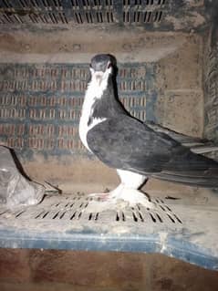black sherazi male