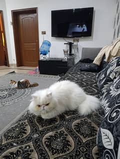 peki face cat for sale