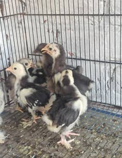 moltted bantam blue bantam