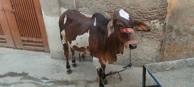 Bachra Buffalo