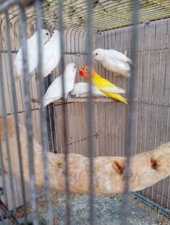 love bird pair black eye
