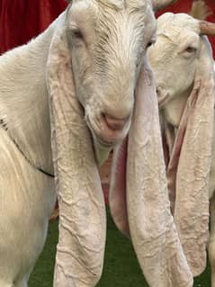 qurbani k bakre