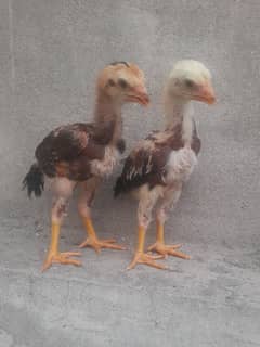 shamo chicks