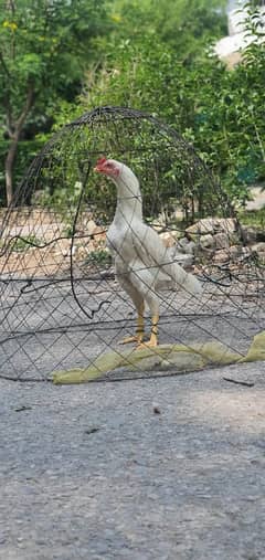 Heera