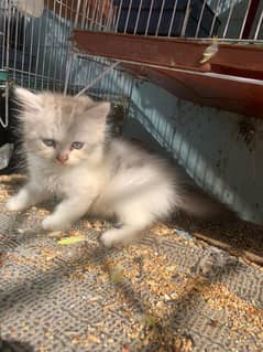 Persian cats