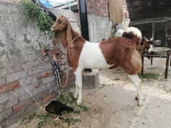 Qurbani